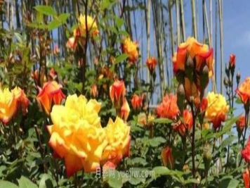 河南南阳：月季芳华绽 邀你“云”上看