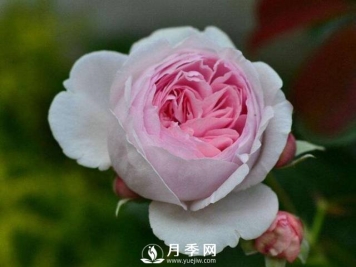 处暑过后需要你这样养护月季 开花还能美一波