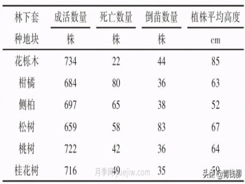 不同树种林下套种黄精种植技术初探