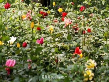 三代人三十年，北京自育月季24个品种