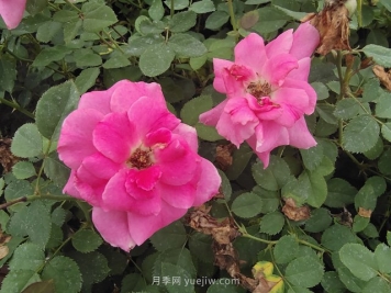 月季网2万余盆仙境月季杯苗发往河北