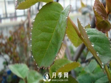 月季“吐水” 是怎么了？