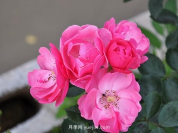 推荐种过的6个藤本月季，各有优缺点