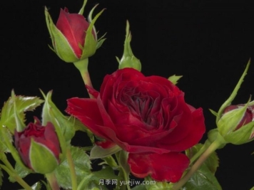 荷兰阳台系列月季35个品种大全