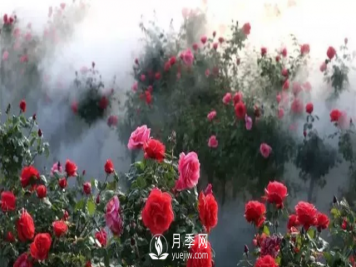 醉美人间四月好 月季花海南阳城