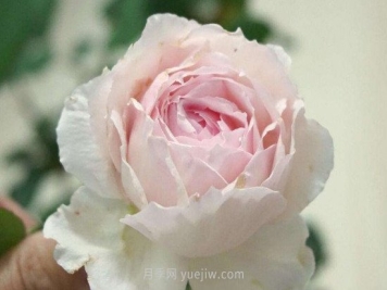 美咲月季和日和月季的分别