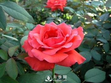 南阳月季扦插方法介绍