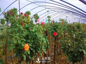 南阳树状月季怎么培育，南阳月季树有什么特点