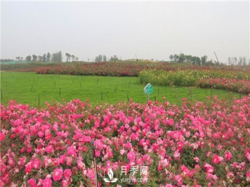 多头丰花月季有那些品种，丰花月季排行榜！