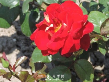 春棚月季管理技术要点是什么？