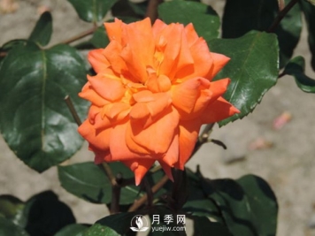 藤本月季根瘤病如何防治？