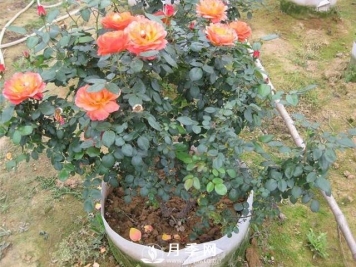 月季花用绚丽多彩的颜色，装扮着大地，点缀着生活