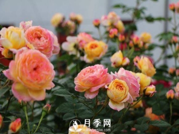 秋剪后还能收获一大波美美的月季