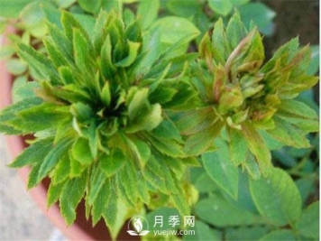 你见过绿色的月季花吗？介绍下绿萼月季