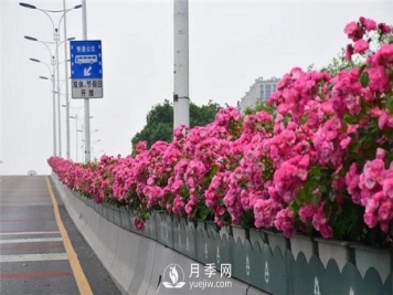 是什么造就了杭州高架月季的美丽？