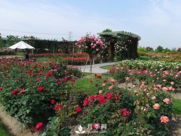 月季园的主要功能介绍
