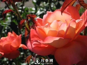 月季品种之伏都教 橘色中的浓香品种