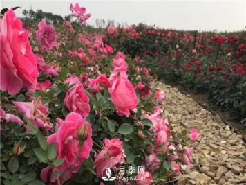 月季花常见死因