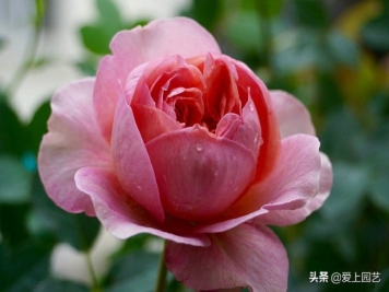 推荐3个优秀的冷门月季品种，也许还在谁的花园里争美