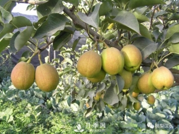 不同品种梨的缺点