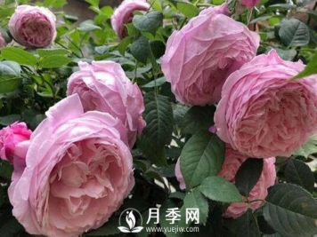 7月份这些月季花养护管理措施 你不看看怎么养好月季花