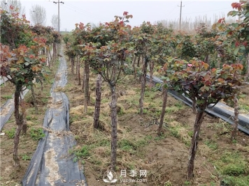 南阳树状月季怎么养护？