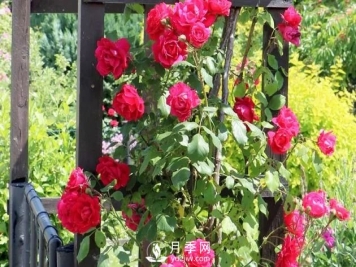 养月季花要会修剪，花朵彩绘越来越多