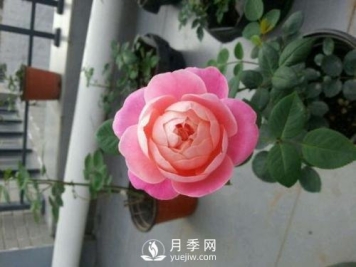 梦之光环月季，颜值高花瓣一层层，太美了