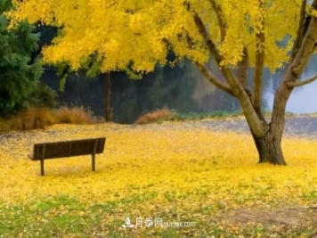 银杏树的繁殖方式及病虫防治