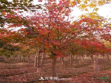 五角枫有哪些特征？南阳五角枫病虫害防治
