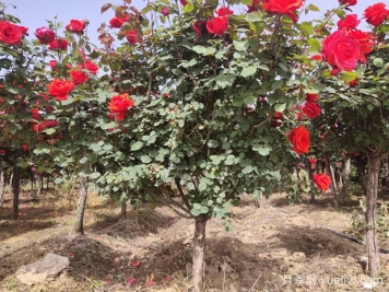 地栽月季施什么肥料最好？