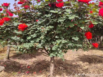 培育树状月季苗要注意哪些方面的准备？