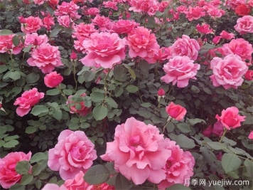 月季花介绍和月季花种类