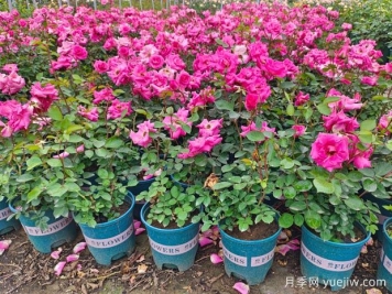 月季用深盆还是浅盆好？