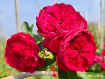 佛罗伦蒂娜月季与红龙月季哪个好？