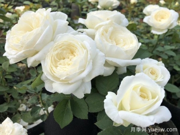 白色系月季盘点，这10个品种你值得拥有！