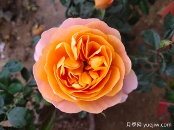 什么品种的月季花好看好养？ 