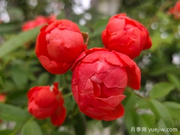 甜蜜红木香，耐寒耐旱好养易活攀爬能力强