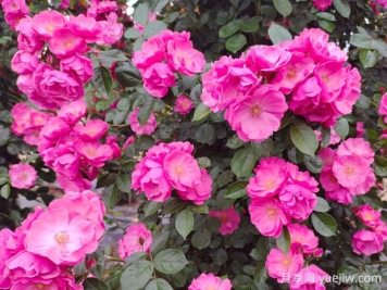 2米高爬藤月季安吉拉基地批发价格