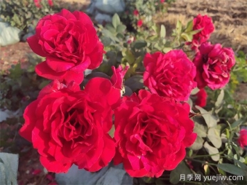 4月份适合种什么花？四月份种什么花好？