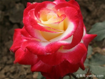 红双喜月季的优缺点是什么？