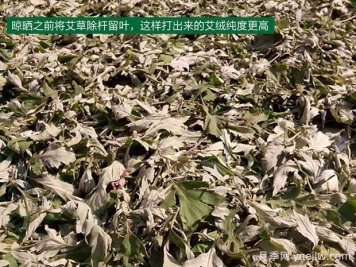 几种收益比较稳定的中药材
