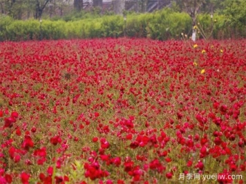 南充月季应用和月季景观