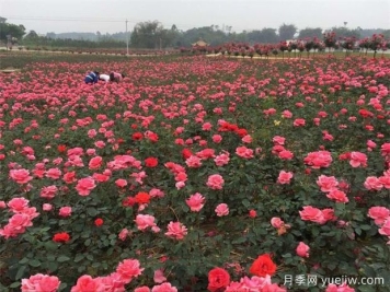 眉山月季应用和月季景观