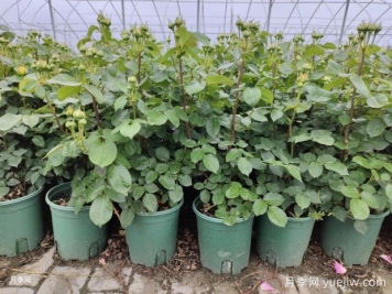 移栽带花苞的月季需要修剪吗