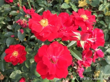 月季夏天可放室内养吗