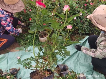 月季什么情况会长白根