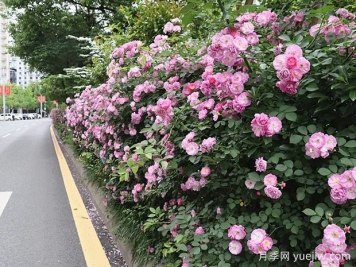 达州月季应用和月季景观