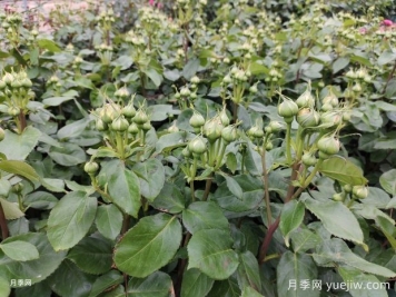 月季花苞显色后还要施磷钾肥吗？