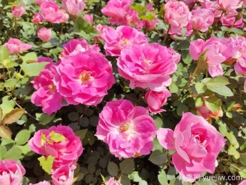 盆栽仙境月季苗基地批发供应